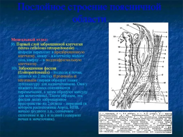 Послойное строение поясничной области Медиальный отдел: 9). Первый слой забрюшинной клетчатки