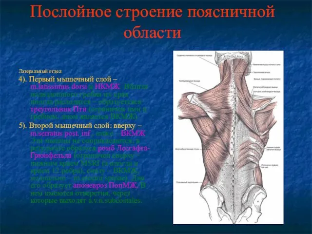 Послойное строение поясничной области Латеральный отдел: 4). Первый мышечный слой –