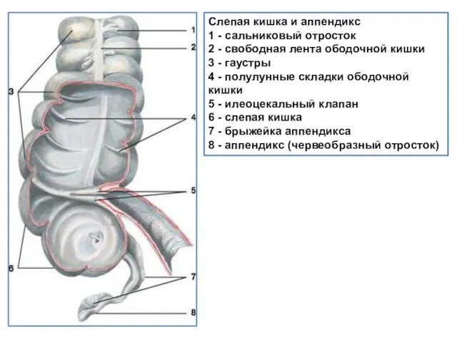 Слепая кишка и аппендикс 1 - сальниковый отросток 2 - свободная