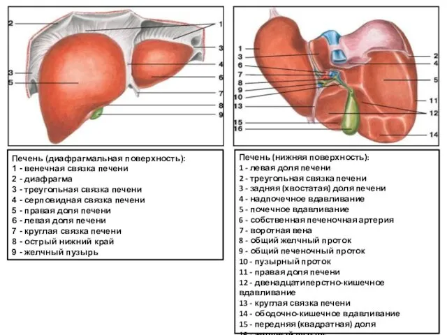 Печень (диафрагмальная поверхность): 1 - венечная связка печени 2 - диафрагма