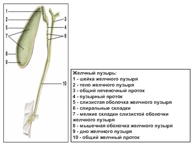 Желчный пузырь: 1 - шейка желчного пузыря 2 - тело желчного
