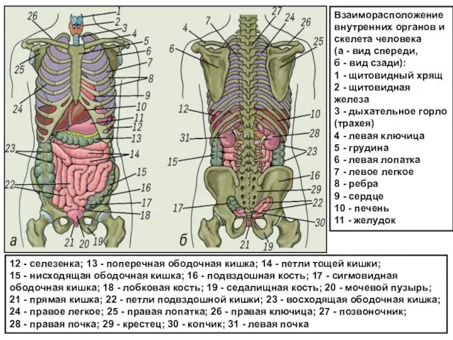 Взаиморасположение внутренних органов и скелета человека (а - вид спереди, б