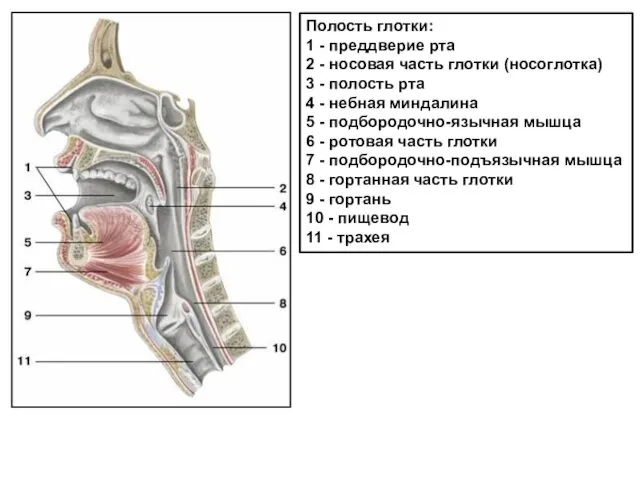 Полость глотки: 1 - преддверие рта 2 - носовая часть глотки