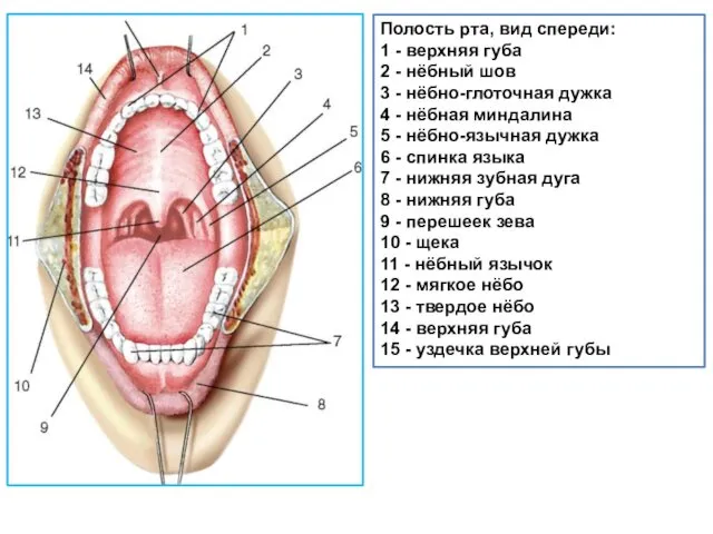 Полость рта, вид спереди: 1 - верхняя губа 2 - нёбный