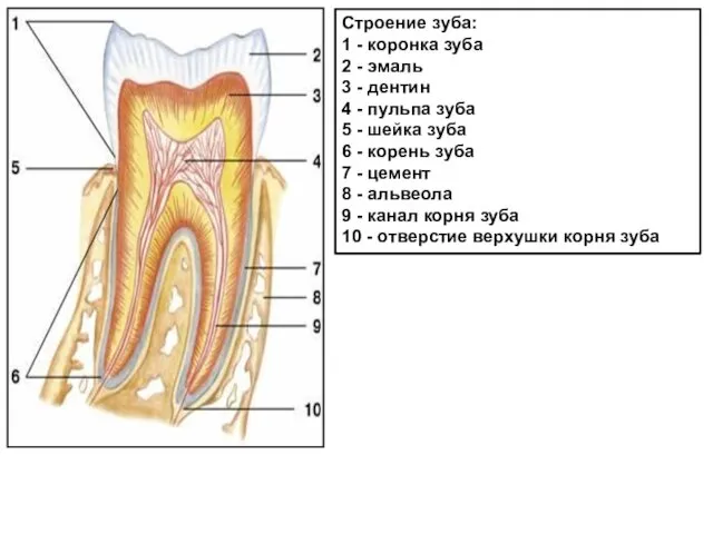 Строение зуба: 1 - коронка зуба 2 - эмаль 3 -