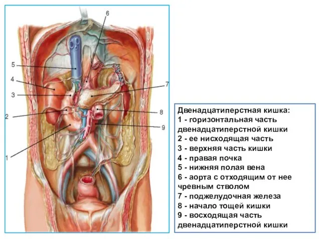 Двенадцатиперстная кишка: 1 - горизонтальная часть двенадцатиперстной кишки 2 - ее