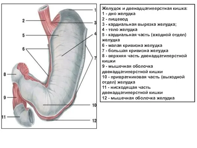 Желудок и двенадцатиперстная кишка: 1 - дно желудка 2 - пищевод