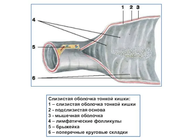 Слизистая оболочка тонкой кишки: 1 – слизистая оболочка тонкой кишки 2