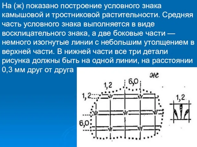 На (ж) показано построение условного знака камышовой и тростниковой растительности. Средняя