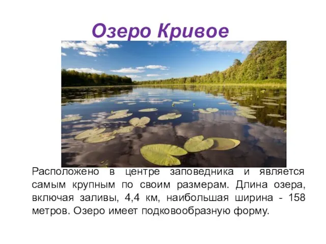 Озеро Кривое Расположено в центре заповедника и является самым крупным по