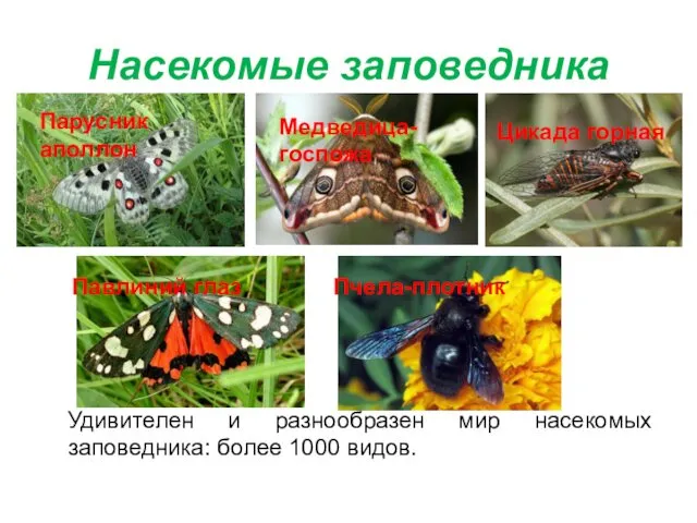 Насекомые заповедника Удивителен и разнообразен мир насекомых заповедника: более 1000 видов.