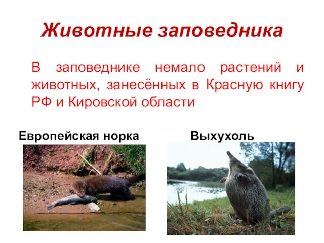 Животные заповедника В заповеднике немало растений и животных, занесённых в Красную