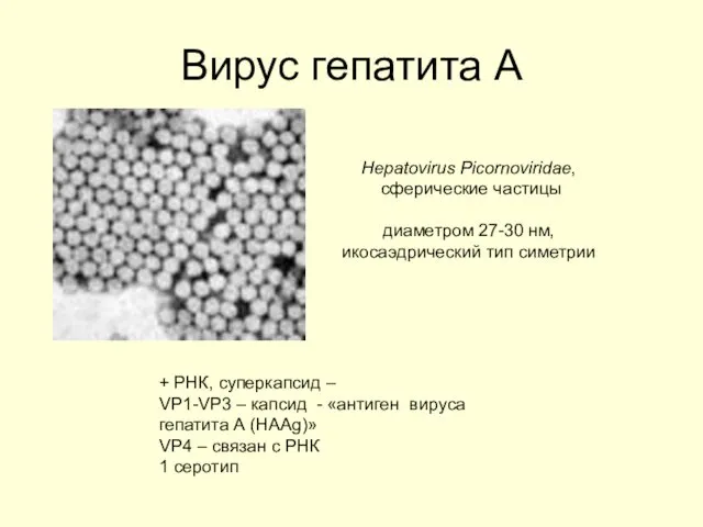 Вирус гепатита А Hepatovirus Picornoviridae, сферические частицы диаметром 27-30 нм, икосаэдрический