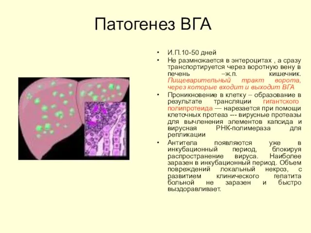 Патогенез ВГА И.П.10-50 дней Не размножается в энтероцитах , а сразу