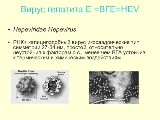 Вирус гепатита Е =ВГЕ=HEV Hepeviridae Hepevirus РНК+ калициподобный вирус икосаэдрические тип