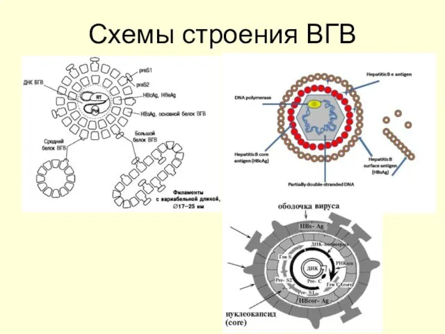 Схемы строения ВГВ