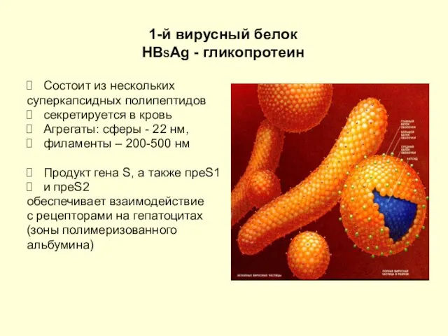 1-й вирусный белок HBSAg - гликопротеин Состоит из нескольких суперкапсидных полипептидов