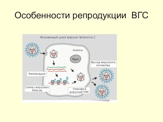 Особенности репродукции ВГС