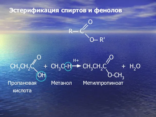 Эстерификация спиртов и фенолов O R C O R' O H+