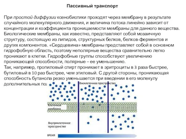 Пассивный транспорт При простой диффузии ксенобиотики проходят через мембрану в результате