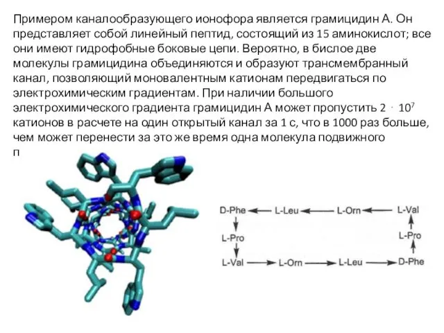 Примером каналообразующего ионофора является грамицидин А. Он представляет собой линейный пептид,