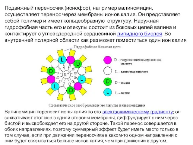 Подвижный переносчик (ионофор), например валиномицин, осуществляет перенос через мембраны ионов калия.