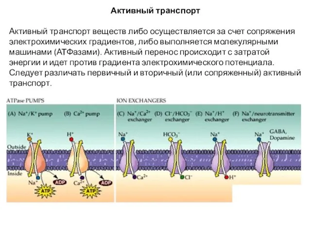 Активный транспорт Активный транспорт веществ либо осуществляется за счет сопряжения электрохимических