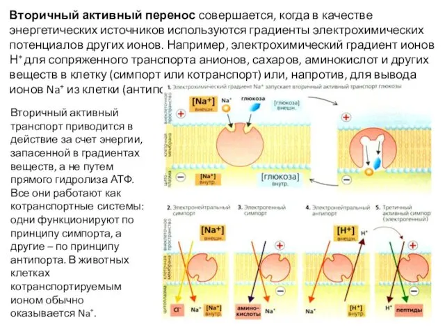 Вторичный активный перенос совершается, когда в качестве энергетических источников используются градиенты