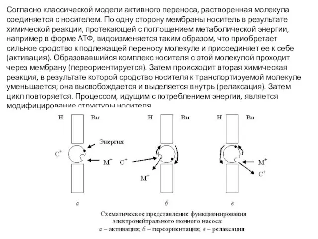 Согласно классической модели активного переноса, растворенная молекула соединяется с носителем. По