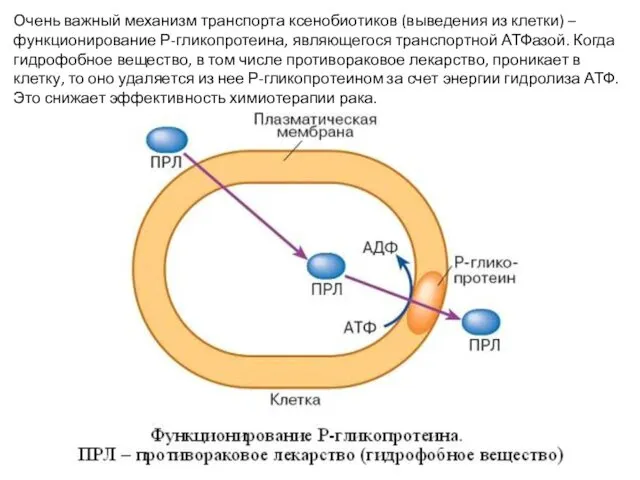 Очень важный механизм транспорта ксенобиотиков (выведения из клетки) – функционирование Р-гликопротеина,