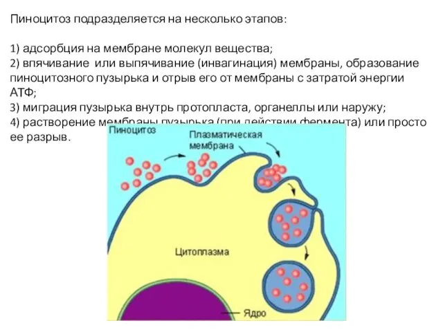 Пиноцитоз подразделяется на несколько этапов: 1) адсорбция на мембране молекул вещества;