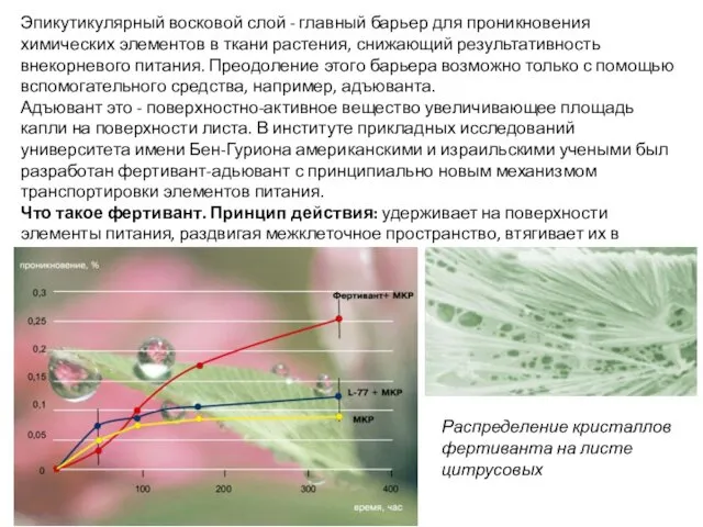 Эпикутикулярный восковой слой - главный барьер для проникновения химических элементов в