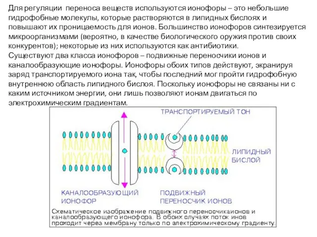 Для регуляции переноса веществ используются ионофоры – это небольшие гидрофобные молекулы,