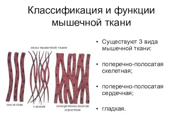 Классификация и функции мышечной ткани Существуют 3 вида мышечной ткани: поперечно-полосатая скелетная; поперечно-полосатая сердечная; гладкая.