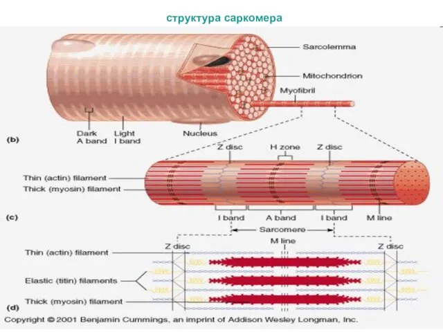 структура саркомера структура саркомера