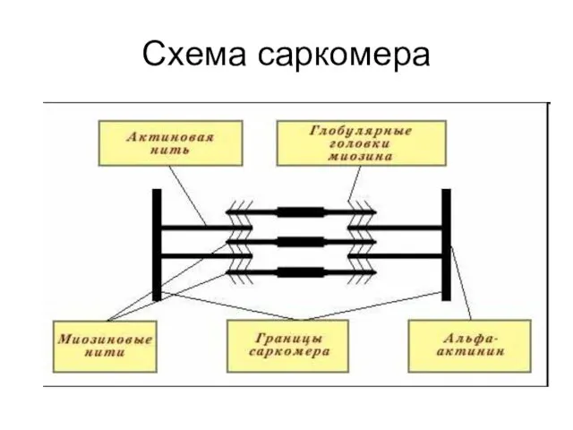 Схема саркомера