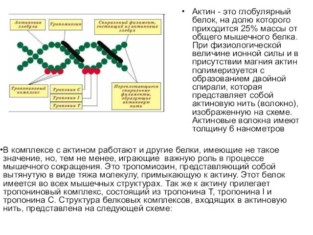 Актин - это глобулярный белок, на долю которого приходится 25% массы