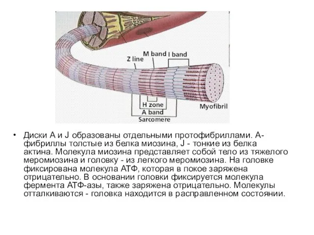 Диски А и J образованы отдельными протофибриллами. А-фибриллы толстые из белка