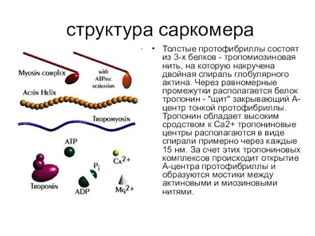 структура саркомера Толстые протофибриллы состоят из 3-х белков - тропомиозиновая нить,