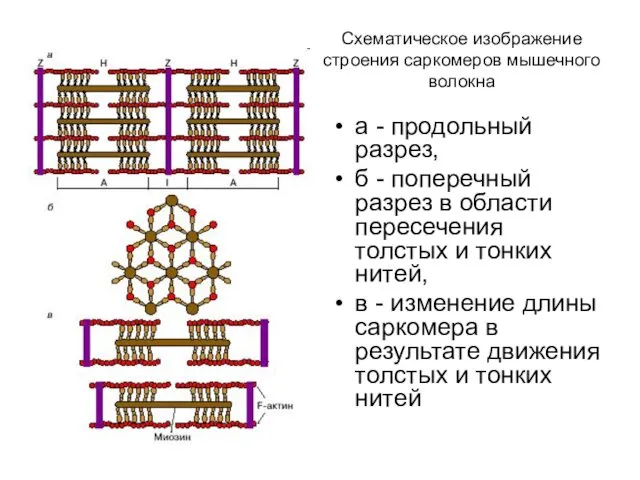 Схематическое изображение строения саркомеров мышечного волокна а - продольный разрез, б