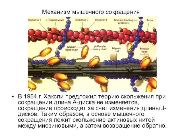 Механизм мышечного сокращения В 1954 г. Хаксли предложил теорию скольжения при