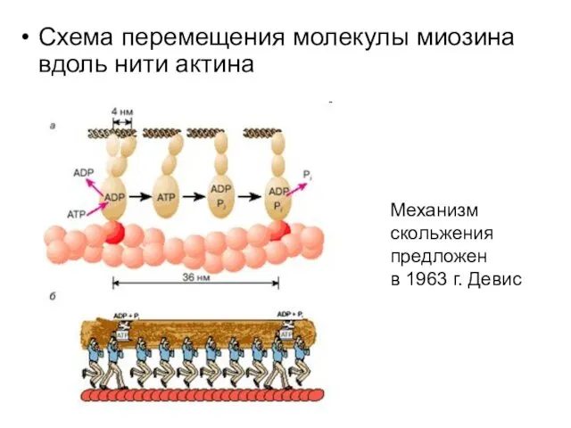 Схема перемещения молекулы миозина вдоль нити актина Механизм скольжения предложен в 1963 г. Девис