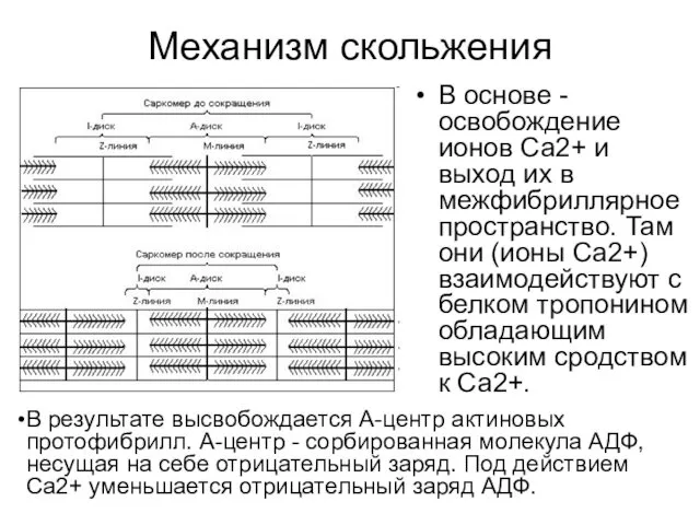 Механизм скольжения В основе - освобождение ионов Са2+ и выход их