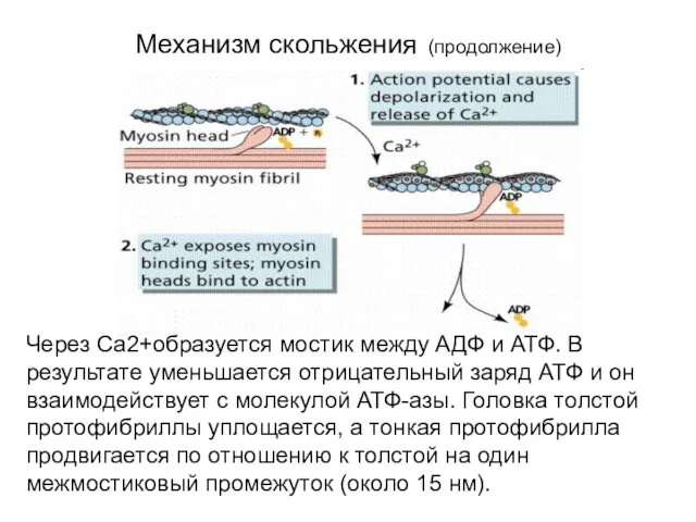 Механизм скольжения (продолжение) Через Са2+образуется мостик между АДФ и АТФ. В