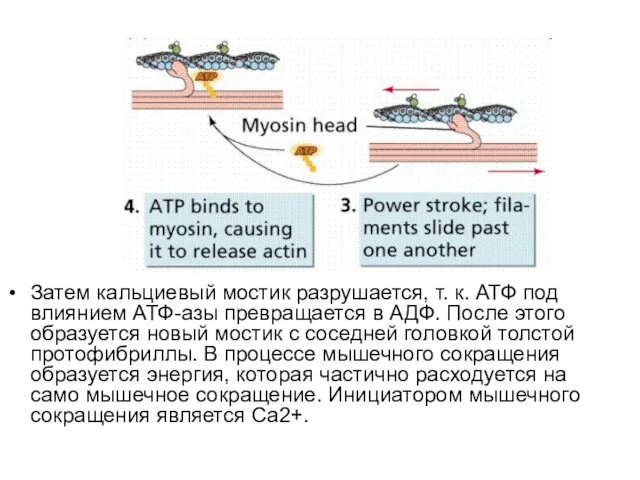 Затем кальциевый мостик разрушается, т. к. АТФ под влиянием АТФ-азы превращается