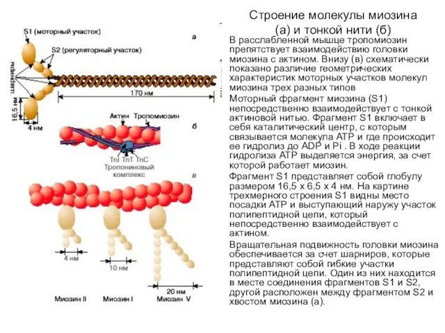 Строение молекулы миозина (а) и тонкой нити (б) В расслабленной мышце