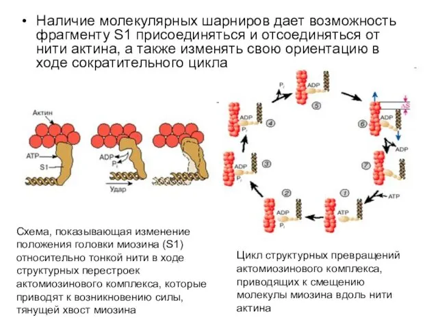 Наличие молекулярных шарниров дает возможность фрагменту S1 присоединяться и отсоединяться от