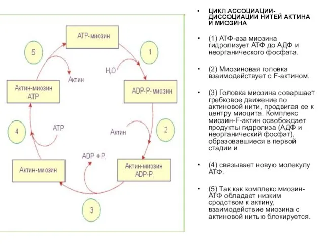 ЦИКЛ АССОЦИАЦИИ-ДИССОЦИАЦИИ НИТЕЙ АКТИНА И МИОЗИНА (1) АТФ-аза миозина гидролизует АТФ