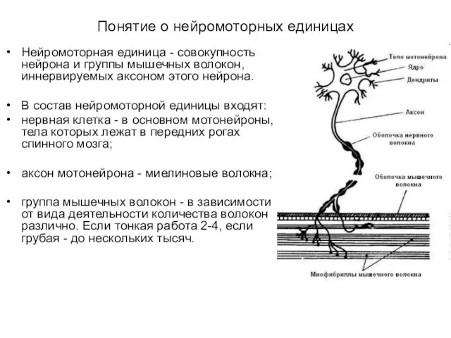 Понятие о нейромоторных единицах Нейромоторная единица - совокупность нейрона и группы