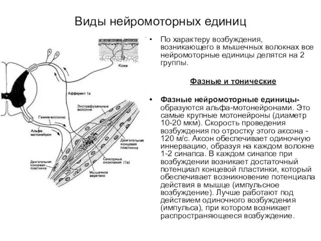 Виды нейромоторных единиц По характеру возбуждения, возникающего в мышечных волокнах все